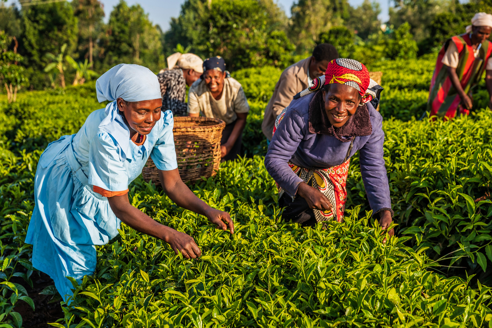 African women plucking tea leaves on plantation, East Africa